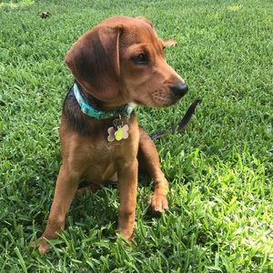 Meet your Posher, Patrick